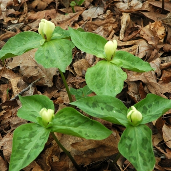 Trillium discolor