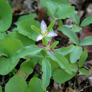 Trillium pusillum 