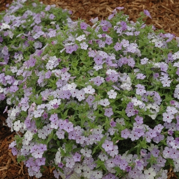 Phlox drummondii 'Astoria Lavender' 