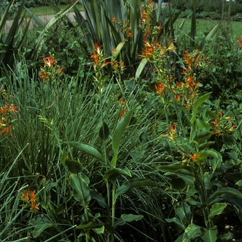 Canna indica