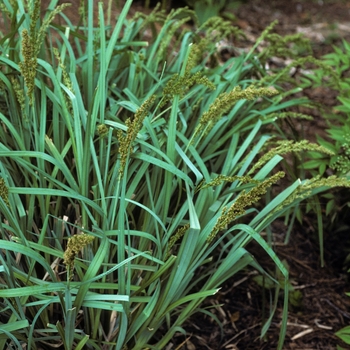 Carex glauca