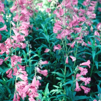 Penstemon 'Rubicunda' 