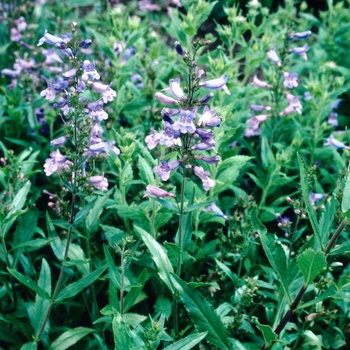 Penstemon 'Blue Eye' 