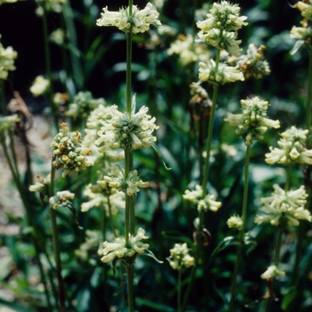 Penstemon confertus