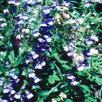 Penstemon 'Blue Robin' 