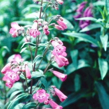 Penstemon 'Charles Rudd' 