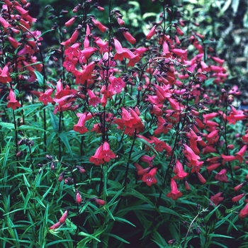 Penstemon 'Chester Scarlet' 