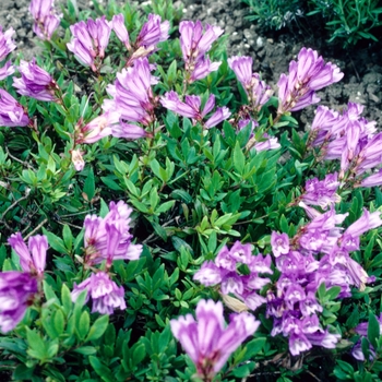 Penstemon 'Edithae' 