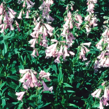 Penstemon 'Hidcote Pink' 