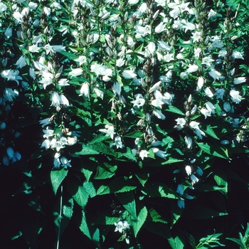 Penstemon 'Mother of Pearl' 