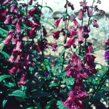 Penstemon 'Port Wine' 