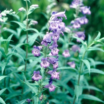 Penstemon 'Sour Grapes' 