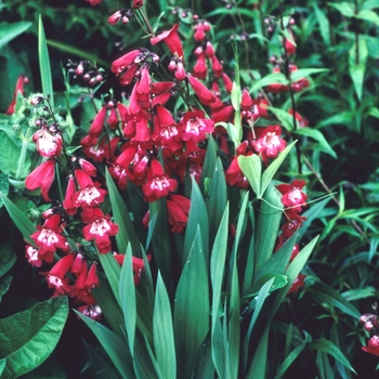 Penstemon 'Red Trumpet' 