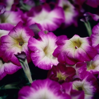 Petunia 'Prism Rose Halo' 