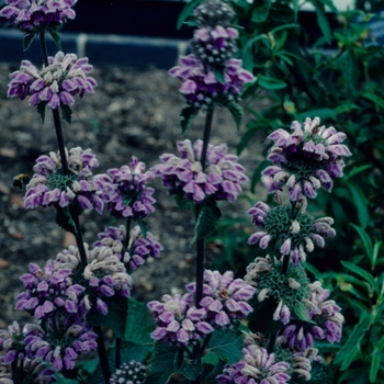 Phlomis cancellata