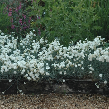 Dianthus plumarius 'ItSaul White'