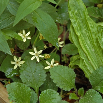 Triteleia ixioides 'Starlight'