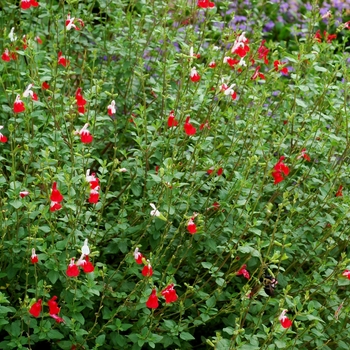 Salvia microphylla 'Hot Lips' 