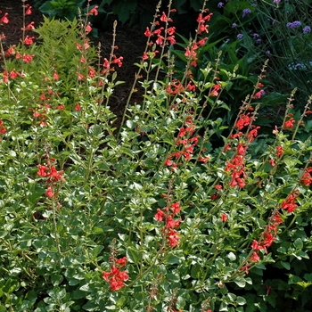 Salvia 'Silke's Dream'