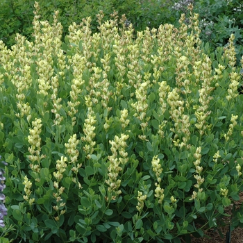 Baptisia leucophaea 