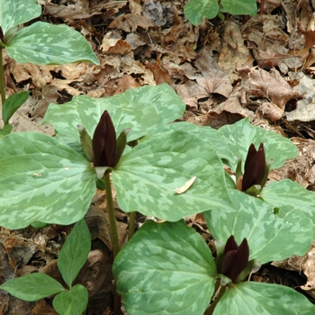 Trillium cuneatum