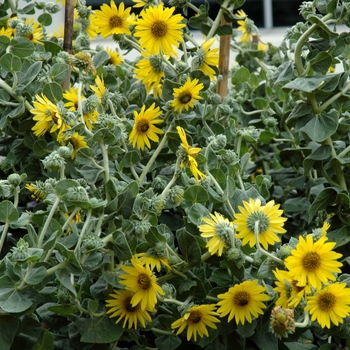 Helianthus mollis 