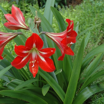 Hippeastrum x johnsonii