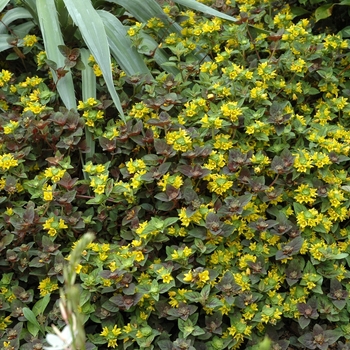 Lysimachia congestiflora 'Persian Chocolate' 