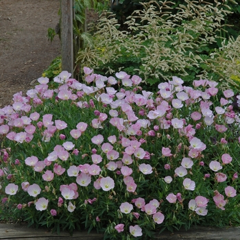 Oenothera berlandieri 'Turner01' PP17230