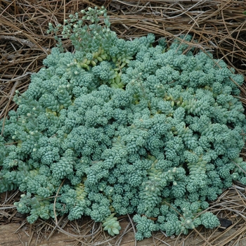 Sedum dasyphyllum 'Major' 