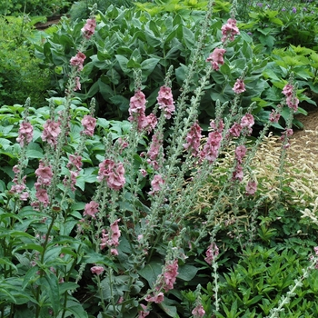 Verbascum 'Johnson's Pink' 