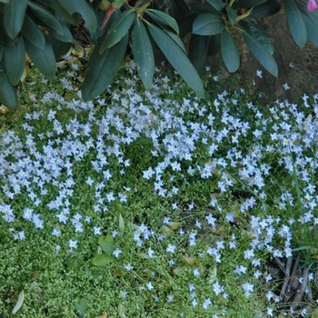 Houstonia caerulea 