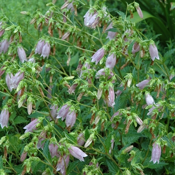 Campanula punctata 'Pink Chimes' 