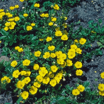 Potentilla aurea