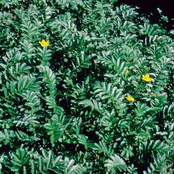 Potentilla anserina