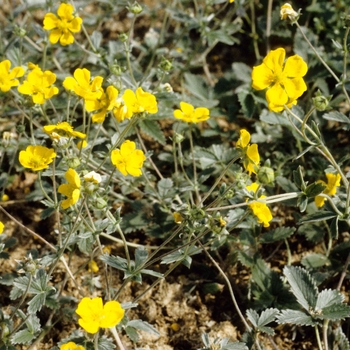 Potentilla argyophylla