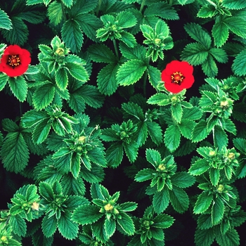 Potentilla atrosanguinea 'Flamenco' 