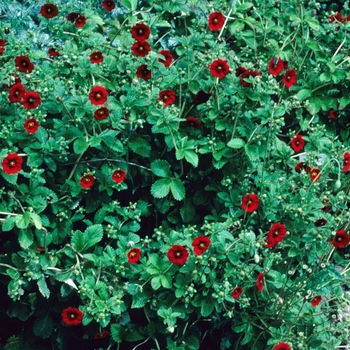 Potentilla atrosanguinea 'Gibson's Scarlet' 