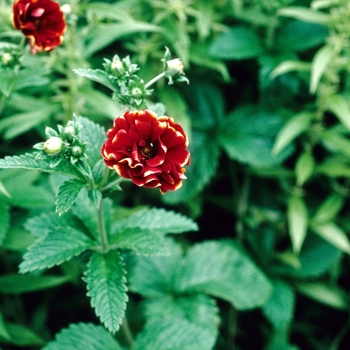 Potentilla atrosanguinea 'Karnival' 