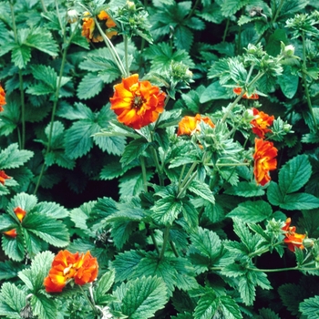 Potentilla atrosanguinea 'Rayneur' 