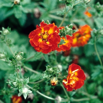 Potentilla atrosanguinea 'William Rollison' 