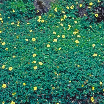 Potentilla cuneata