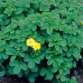 Potentilla delavayi