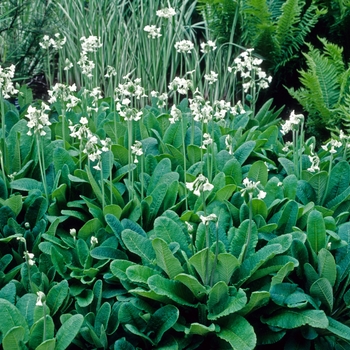 Primula alpicola 'Alba' 