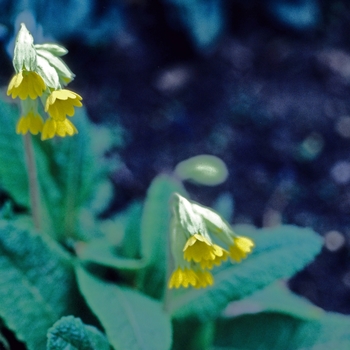 Primula briscoei