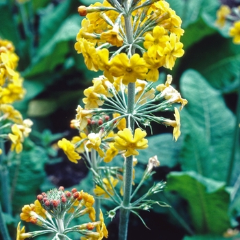 Primula bulleyana