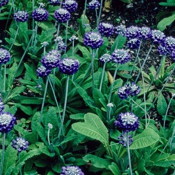 Primula capitata var. moreana