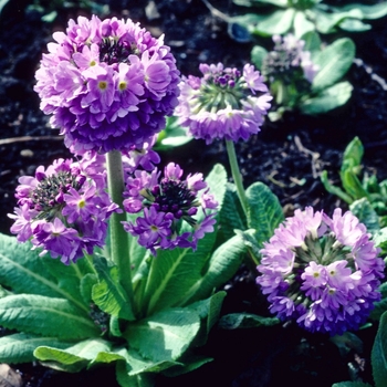 Primula denticulata