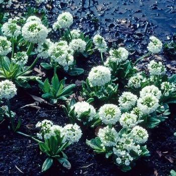 Primula denticulata 'Alba' 