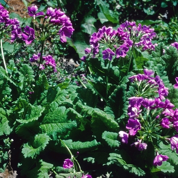 Primula sieboldii 'Geisha Girl' 